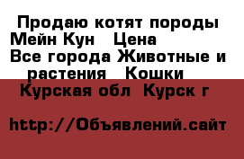 Продаю котят породы Мейн Кун › Цена ­ 12 000 - Все города Животные и растения » Кошки   . Курская обл.,Курск г.